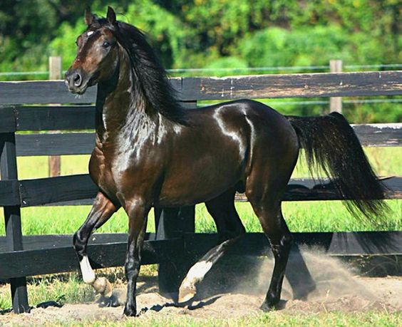 Paso Fino stallion